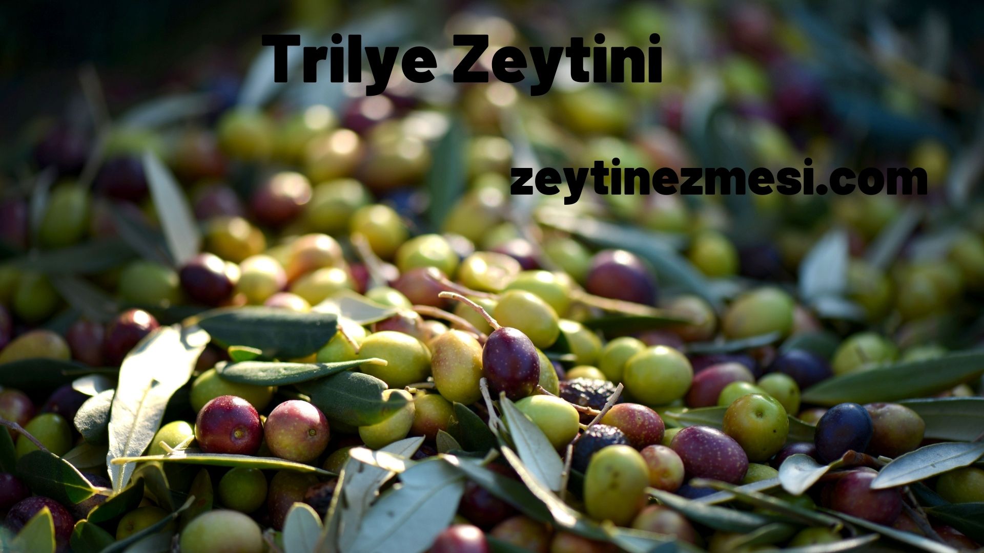 Trilye Zeytini